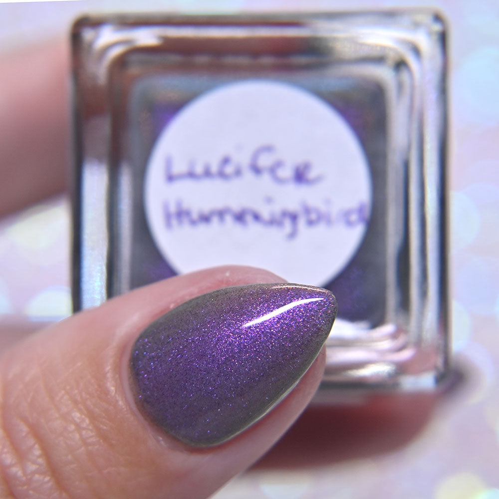 Lucifer Hummingbird